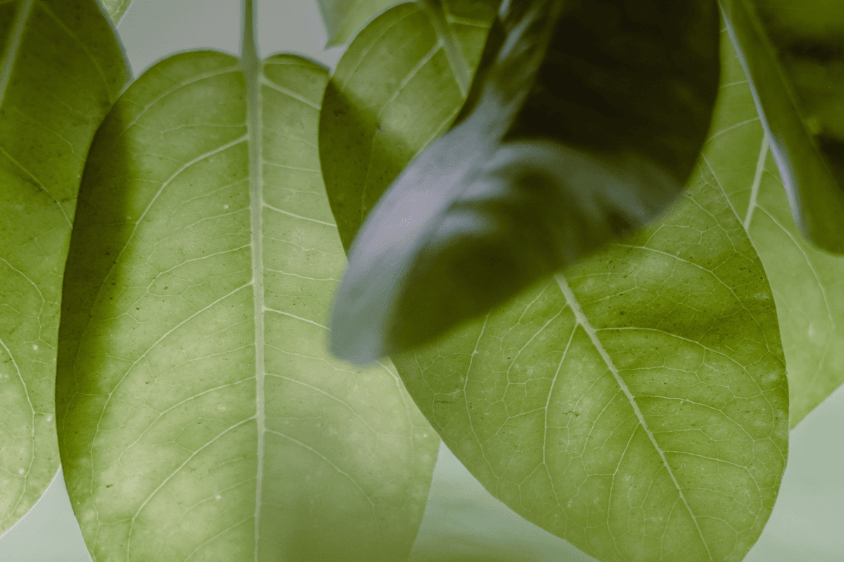 bnn-header.png