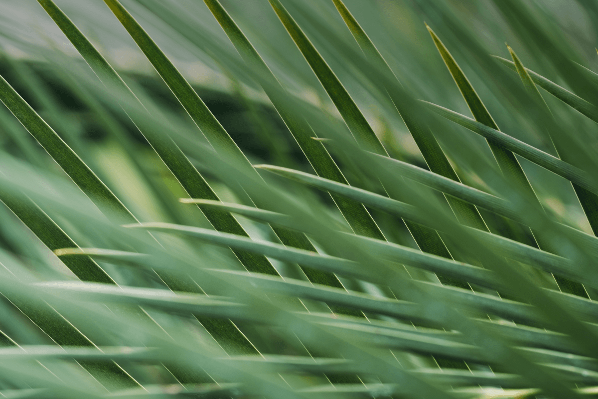 kln-header.png