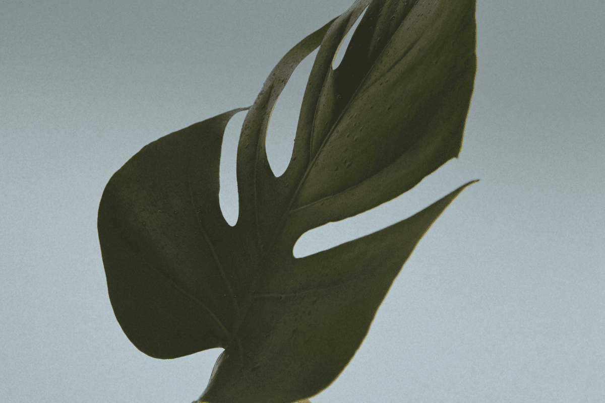 obh-header.png